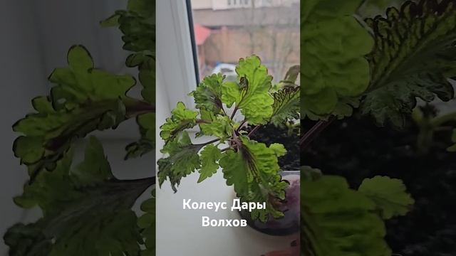 Обзор колеуса ! #гортензия #мечта #цветы смотреть онлайн