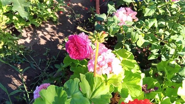 26 сортов роз. Гортензии и хвойники.11.08.24 смотреть онлайн