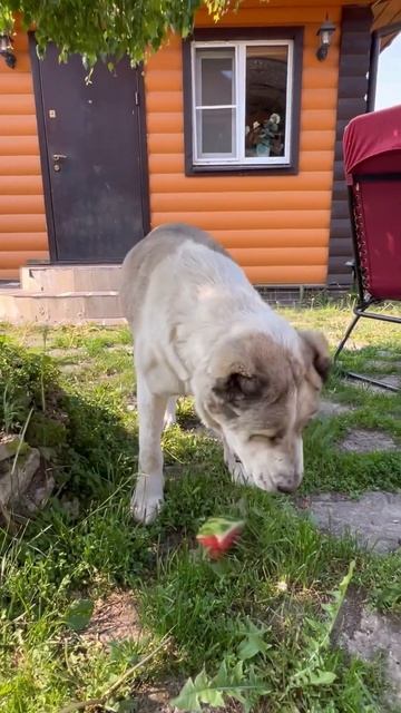 Необычный обед алабая: арбуз - любимое лакомство! #short смотреть онлайн