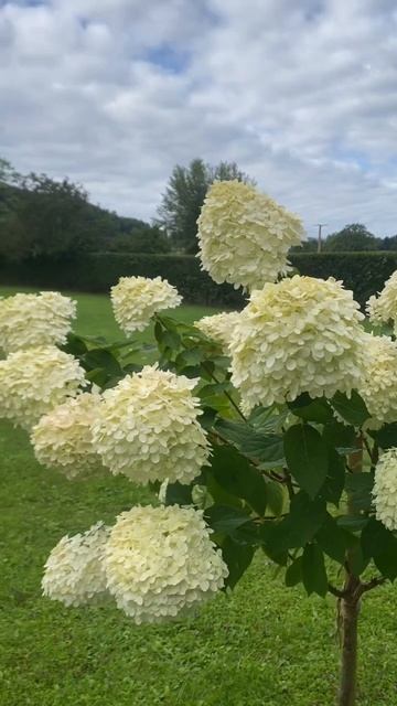 Lime Light #гортензии #гортензия #метельчатыегортензии #кр? смотреть онлайн