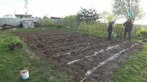 Старинный способ посадки картофеля, о котором забыли современные огородники