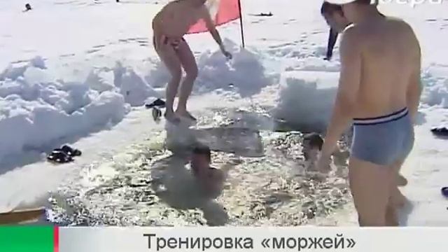 В Сургуте появились пингвины