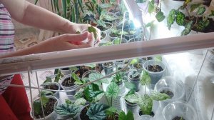 Полив малышей алоказий в грунте. Как угадать с поливом