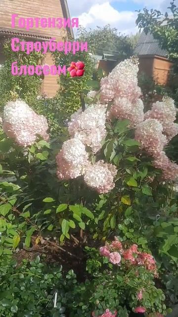 цветение гортензии смотреть онлайн