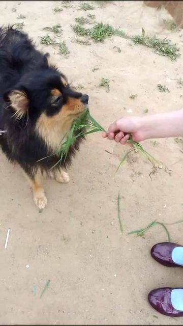 Моя Мери кушает травку смотреть онлайн