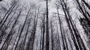 Смена пород: почему на месте срубленного ельника раст?