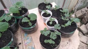 Рассада огурцов, арбуза, махорки