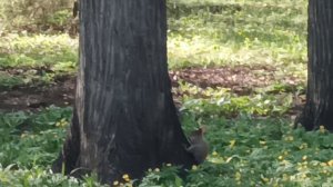 squirrels, of the forest,🐿️🐿️ 🐿️🌳 🌿 adventure, белки, ПРИКЛЮЧЕНИЕ