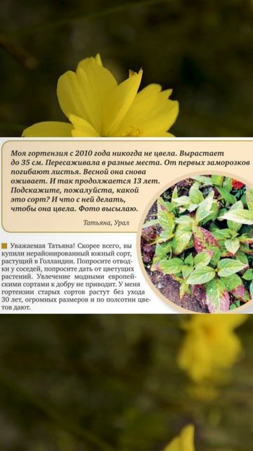 Почему гортензия не цветет? смотреть онлайн