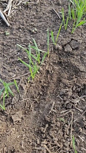 Как определять фазу развития #сельскоехозяйство #агро смотреть онлайн