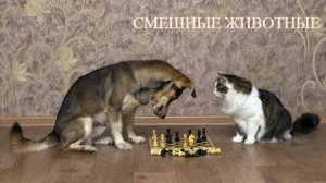 ПРИКОЛЫ🐱Самые смешные животные 2025😄Прикольные видео😃Новые смешные видео с кошками и собаками🐱