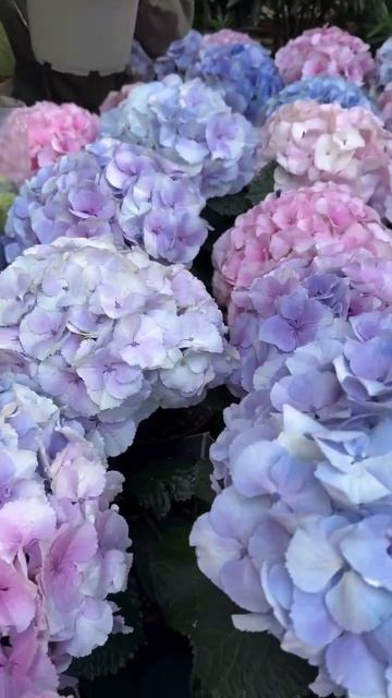 #hydrangea#macrophylla##гортензия#garden#гортензія #shorts#アジサイ #flowers# смотреть онлайн