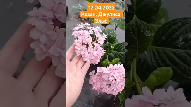 12.04.25г Казан, Джулиса, Эльф#рекомендации#garden#гортензия# смотреть онлайн