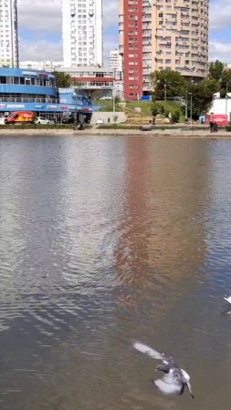 Пернатые обитатели Северного Чертаново