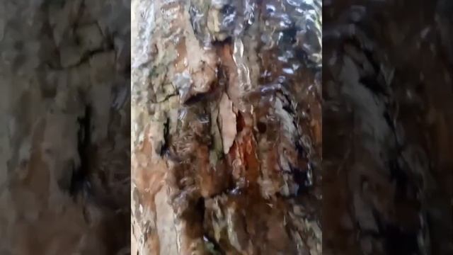 Ель Вода Лес ЕВЛ смотреть онлайн