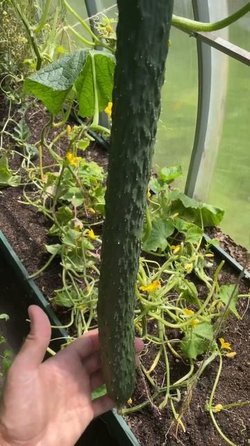 #размер#имеетзначение смотреть онлайн