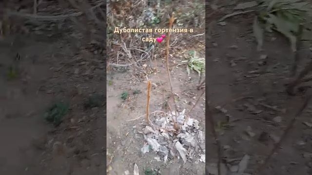 Дуболистная гортензия смотреть онлайн