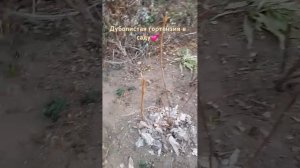 Дуболистная гортензия