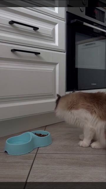 Моя кошка ест лапой! #милыйкотик #кошки #смешныекошки #?