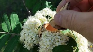 Шкатулка с цветущей рябиной