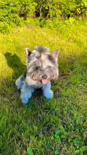 КОГДА БУШКА ПРОСИТ ПОГУЛЯТЬ ♥️ У ТЕБЯ ЕСТЬ СОБАКА? смотреть онлайн