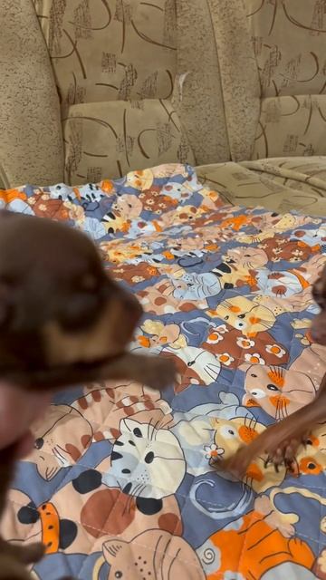 Запрещено есть эти продукты😀! #тойчик #запрещенные #п? смотреть онлайн