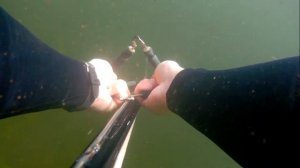 Подводная охота в сентябре в камышах