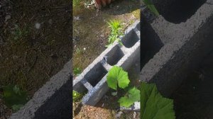 Бризолит блоки/ несъёмная опалубка/монолитный малоэ?