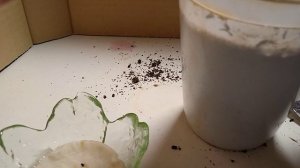 № 2. Колобок Игорь и котик Пирог сажают питахайю.