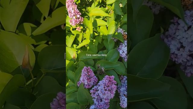 Беларусы не говорят смотреть онлайн