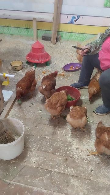 курочки едят траву смотреть онлайн