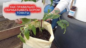 КАК И КОГДА ЛУЧШЕ ДАВАТЬ БОР И КАЛЬЦИЙ ТОМАТАМ - ЗАБУДЬТЕ ПРО ВЕРШИННУЮ ГНИЛЬ