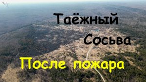 Пожар (Сосьва, Таёжный) 2023. Вид с дрона.