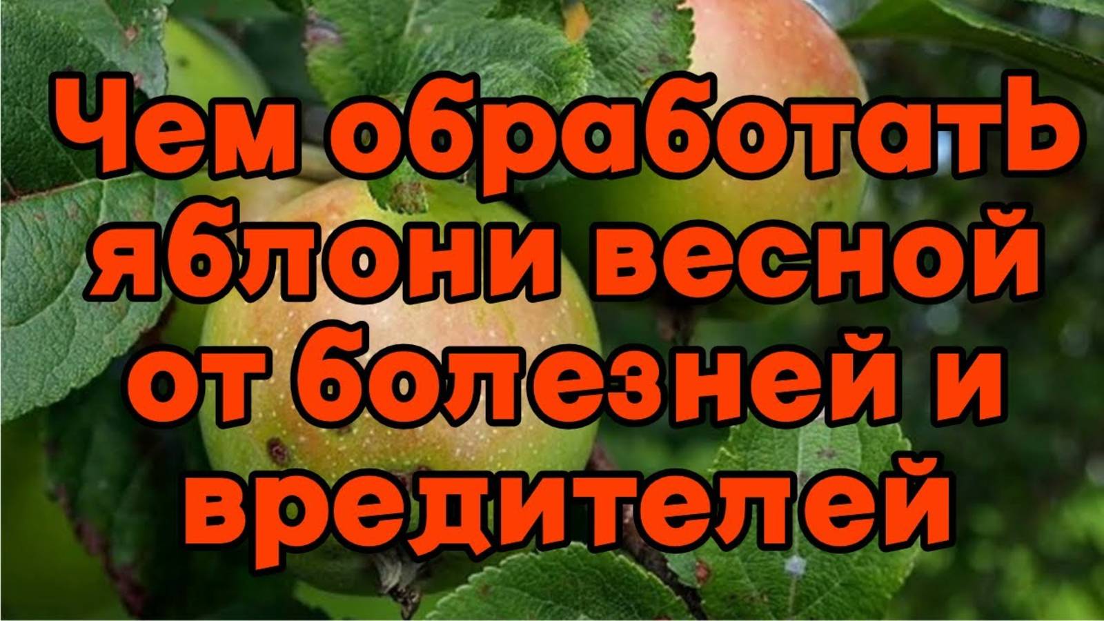 Чем обработать Яблони весной от болезней и вредителей