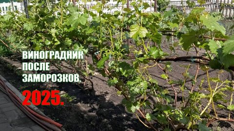 Виноградник после возвратных заморозков | Виноградник | Сезон 2025