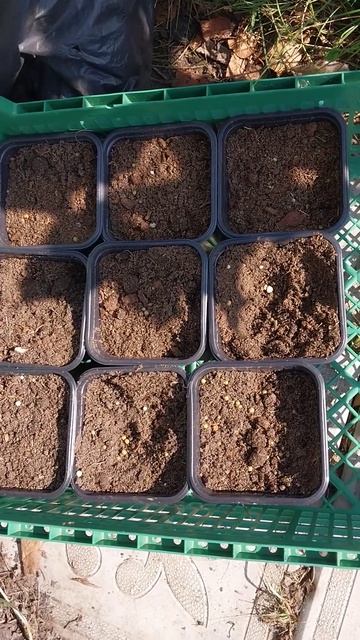 Перевалка черенков в р9 смотреть онлайн