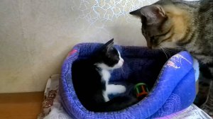 Расширение территории котят Эдварда и Луффи.