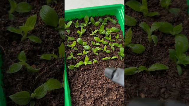 Результат за 21 день 🫶 #гортензия #черенкование #горте? смотреть онлайн