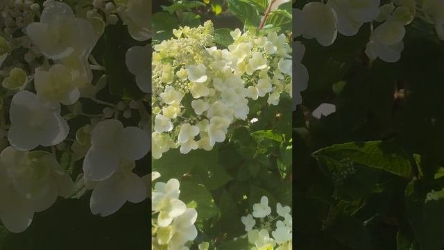 гортензия Би Хеппи