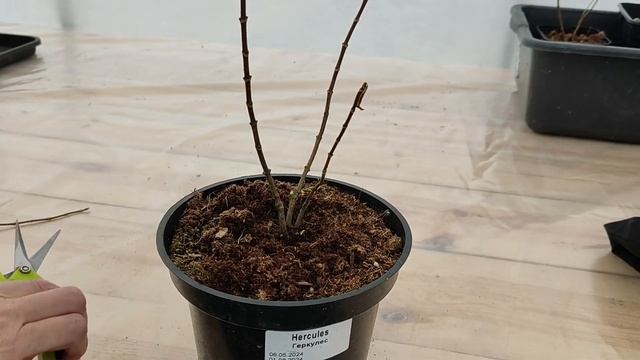 Весенняя обрезка метельчатых гортензий в контейнерах смотреть онлайн