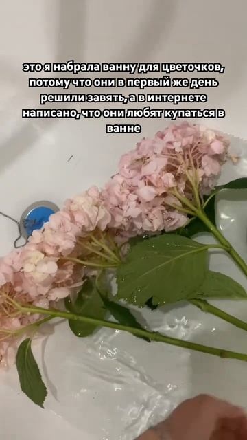 Еще написано, что им надо корни поджигать. Странные ко? смотреть онлайн