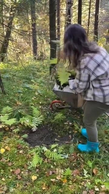 Пересаживаю папоротник из леса на свой участок #дача #g