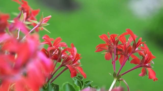 📌Родни много - родных мало!🟥Истории из жизни🟥Жизне? смотреть онлайн