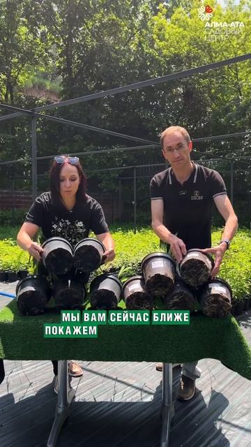 #дача #алматы #сад #гортензия #огород #питомникрастений
