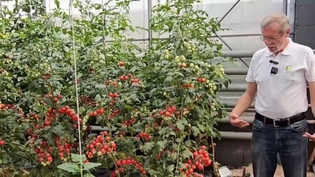 Урожайный томат черри Сладкая встреча. Томат черри дл? смотреть онлайн