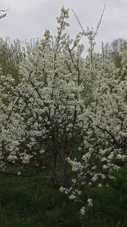 Цветут мои невестушки.