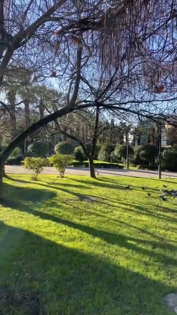 Завтра зима? Какая погода в #Сочи зимой? Ответ на видео. смотреть онлайн