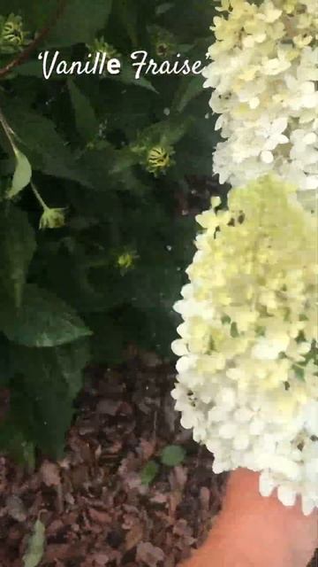 Гортензия метельчатая ‘Vanille Fraise’ смотреть онлайн