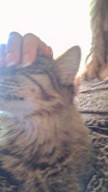 Только животное,твой питомец,будет любить тебя просто смотреть онлайн