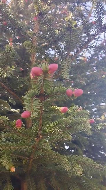 Цветы ели. Мужские или женские? смотреть онлайн